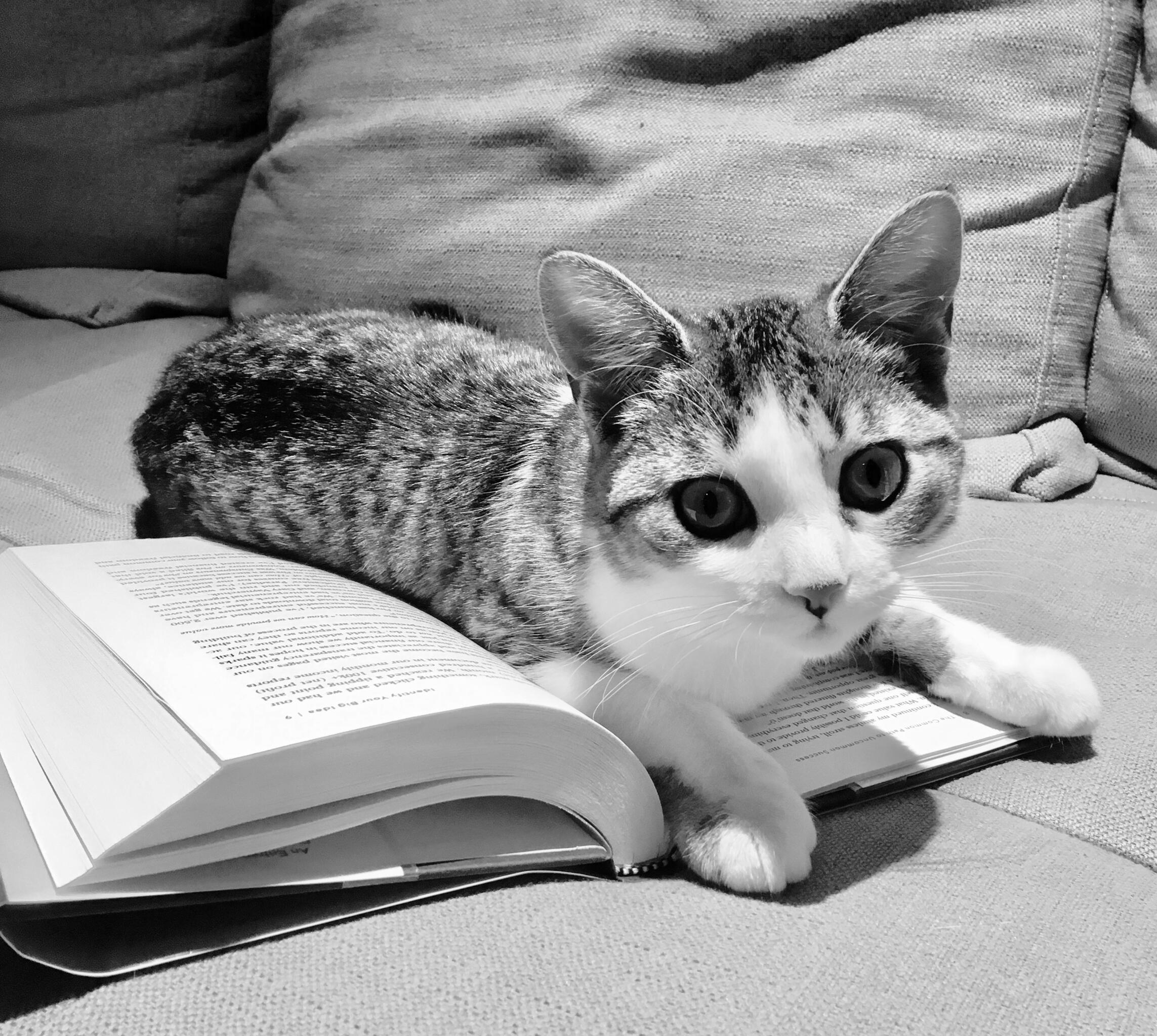 Kitten Lola lying on an open book.